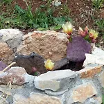 Palme Porec