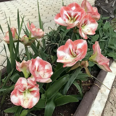 Palme בית נופש